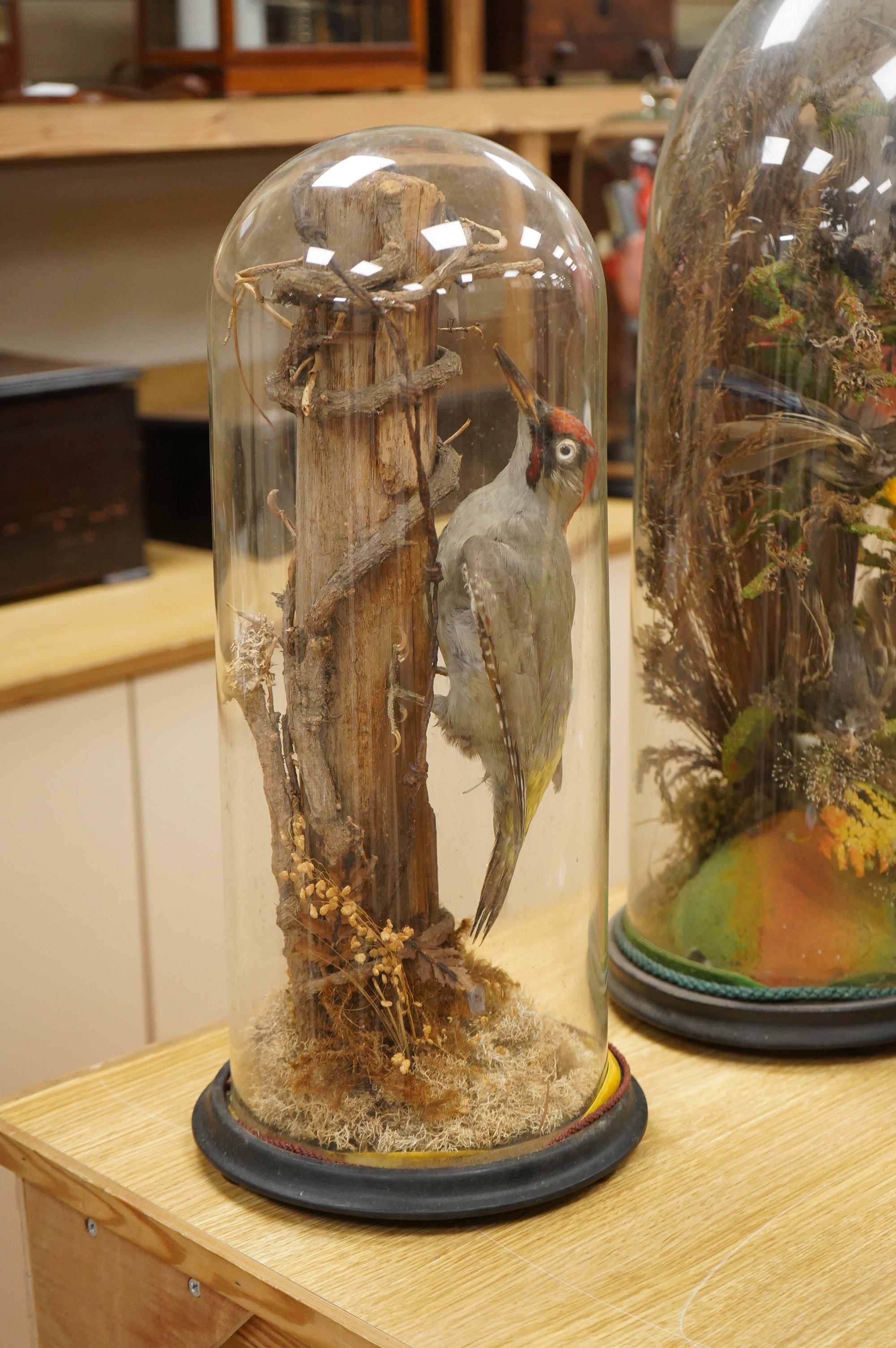 A Victorian taxidermy green woodpecker, mounted on a vertical branch and contained within a glass dome with ebonised base, 48cm high